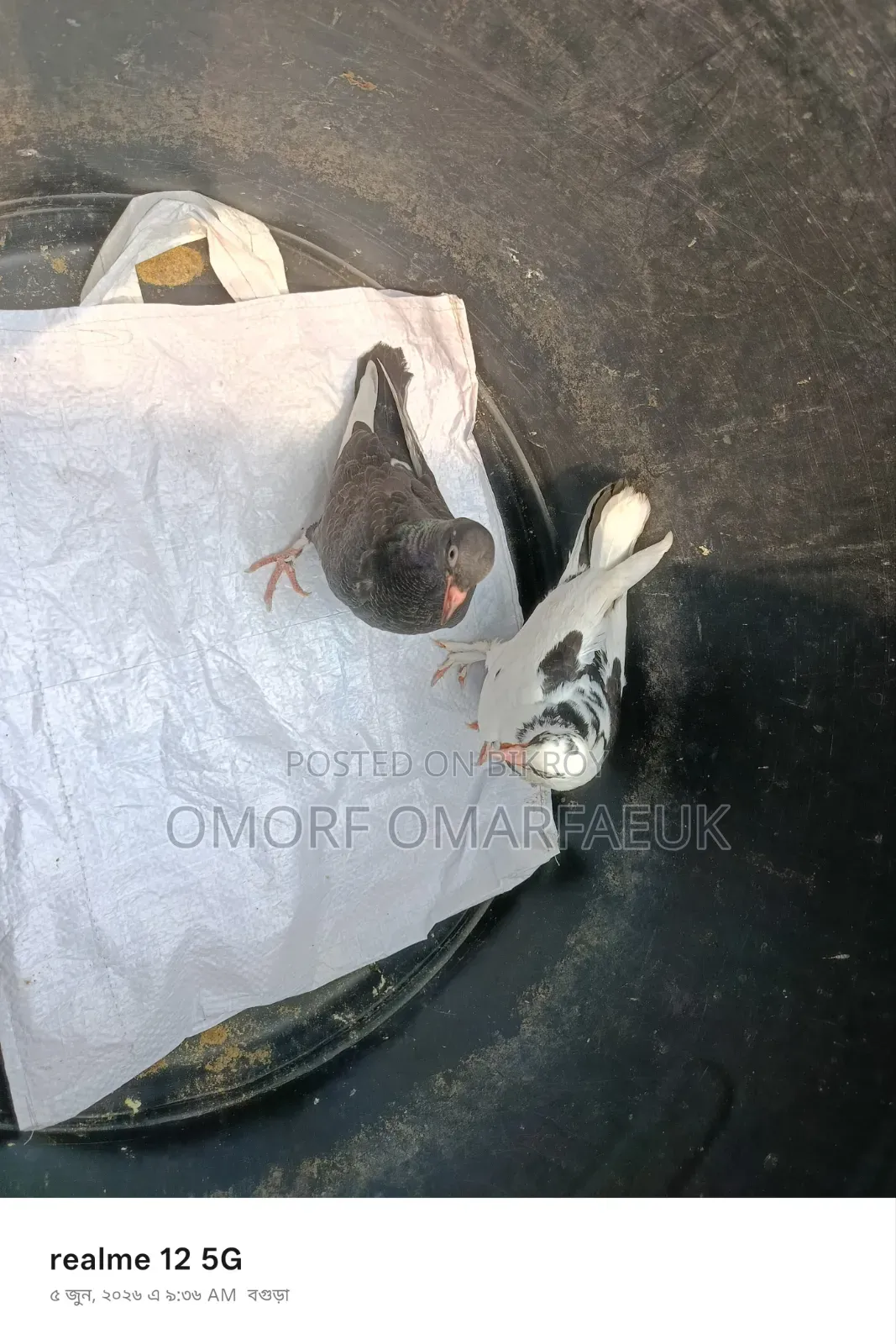 Home-raised Large Breed Pair of Pigeons
