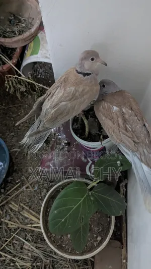 Australian Dove