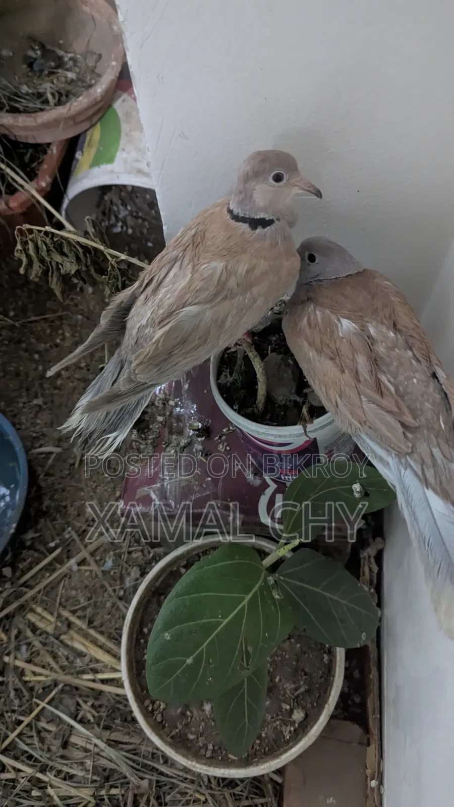 Australian Dove