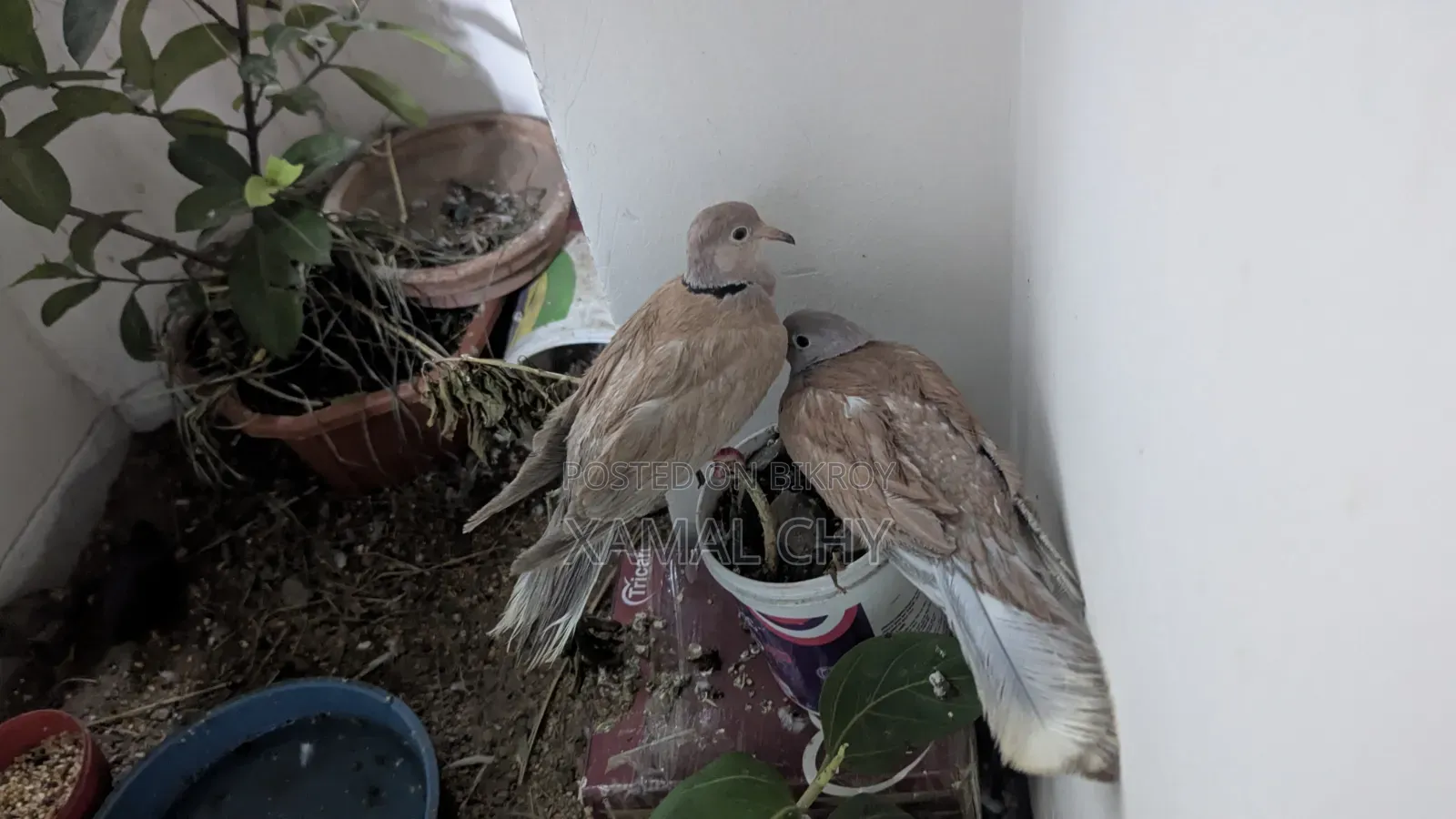 Australian Dove