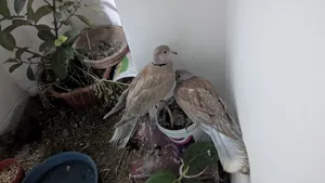 Australian Dove