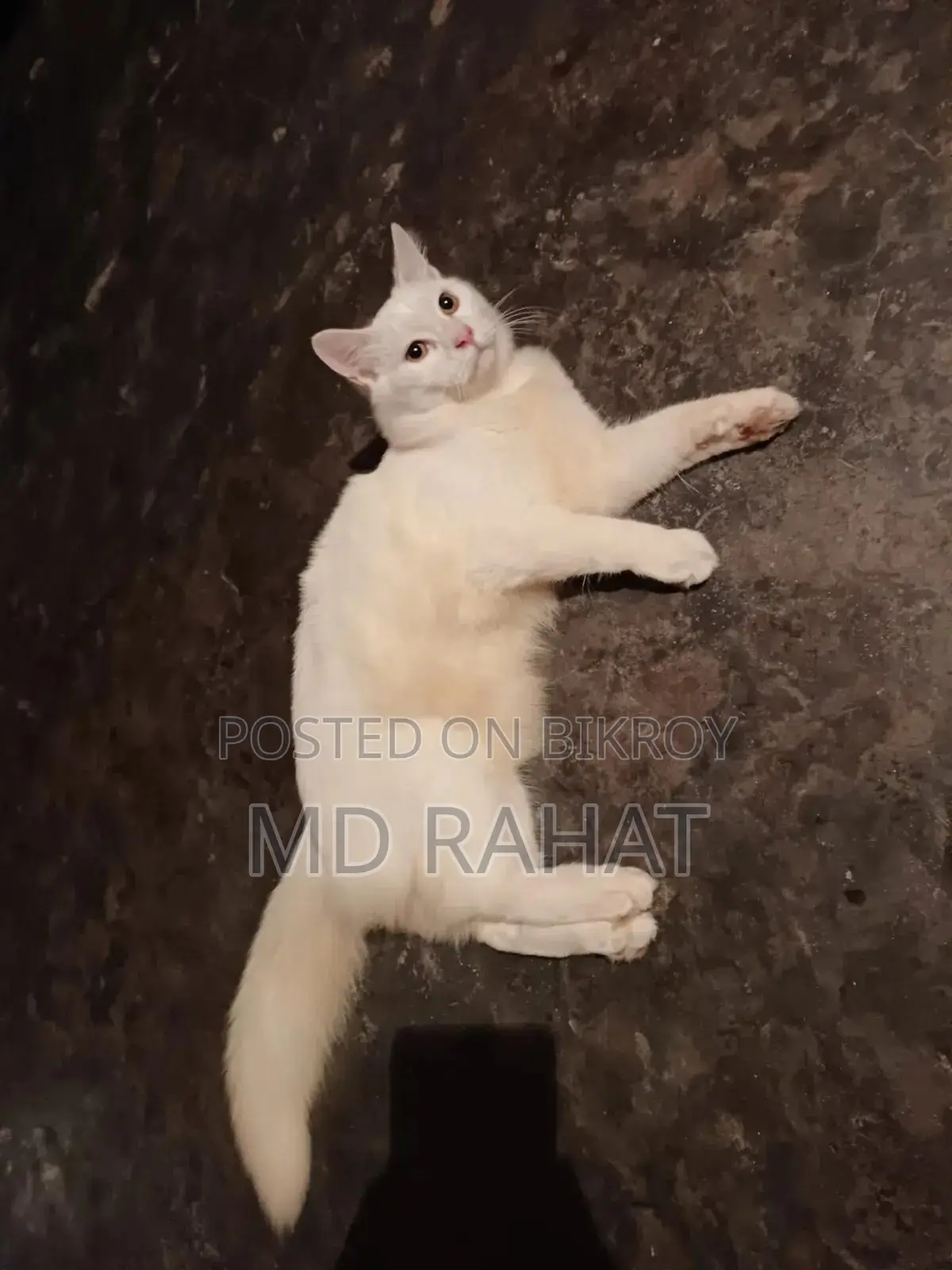 1+ Year Male Purebred Persian