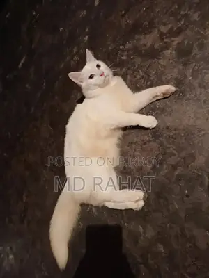 1+ Year Male Purebred Persian
