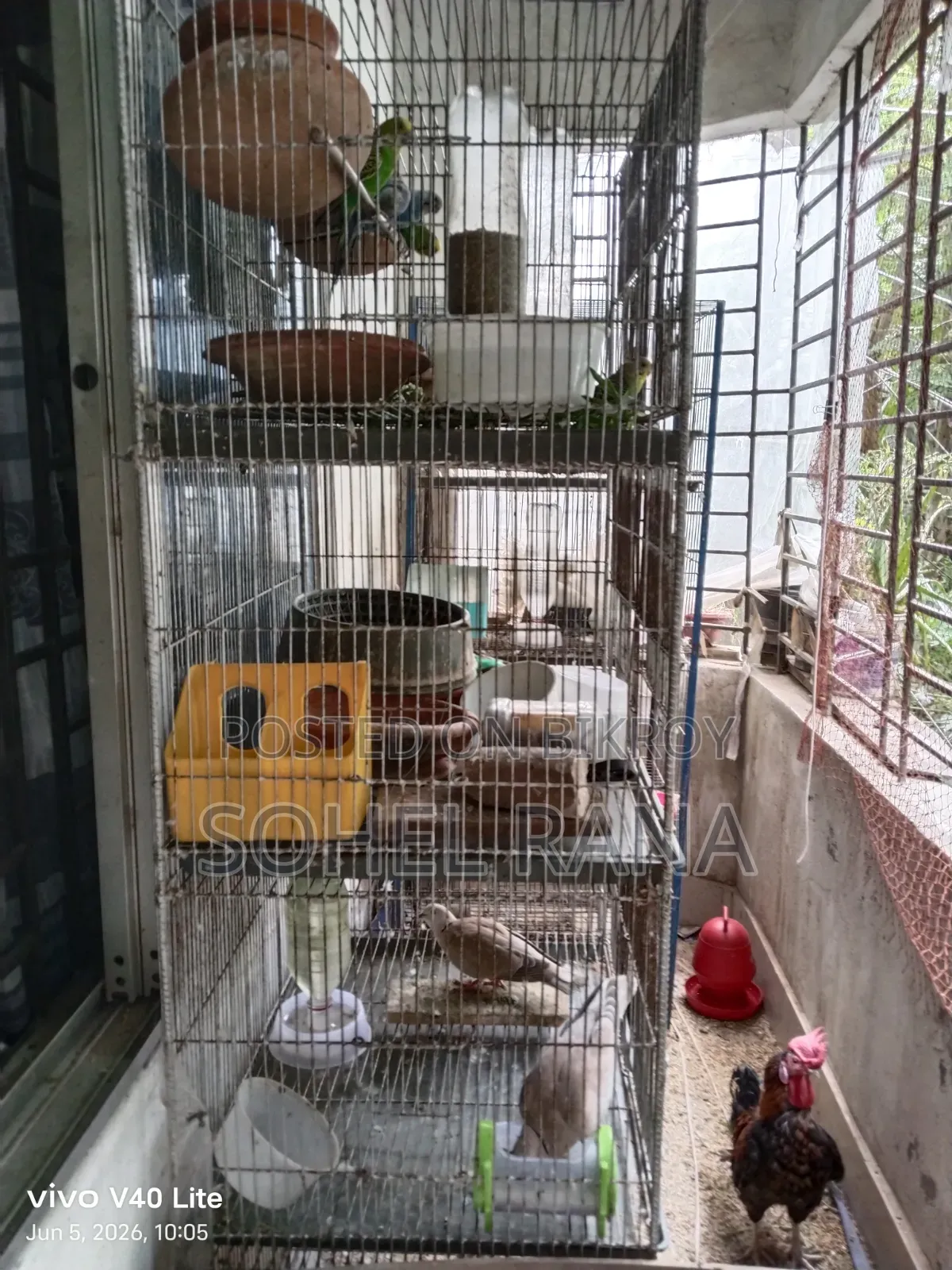Two dove birds for sale.