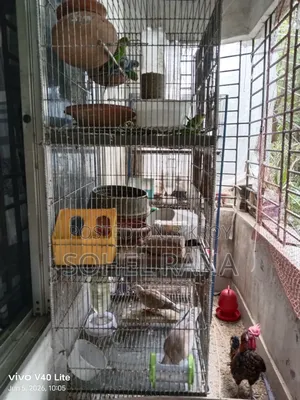 Two dove birds for sale.