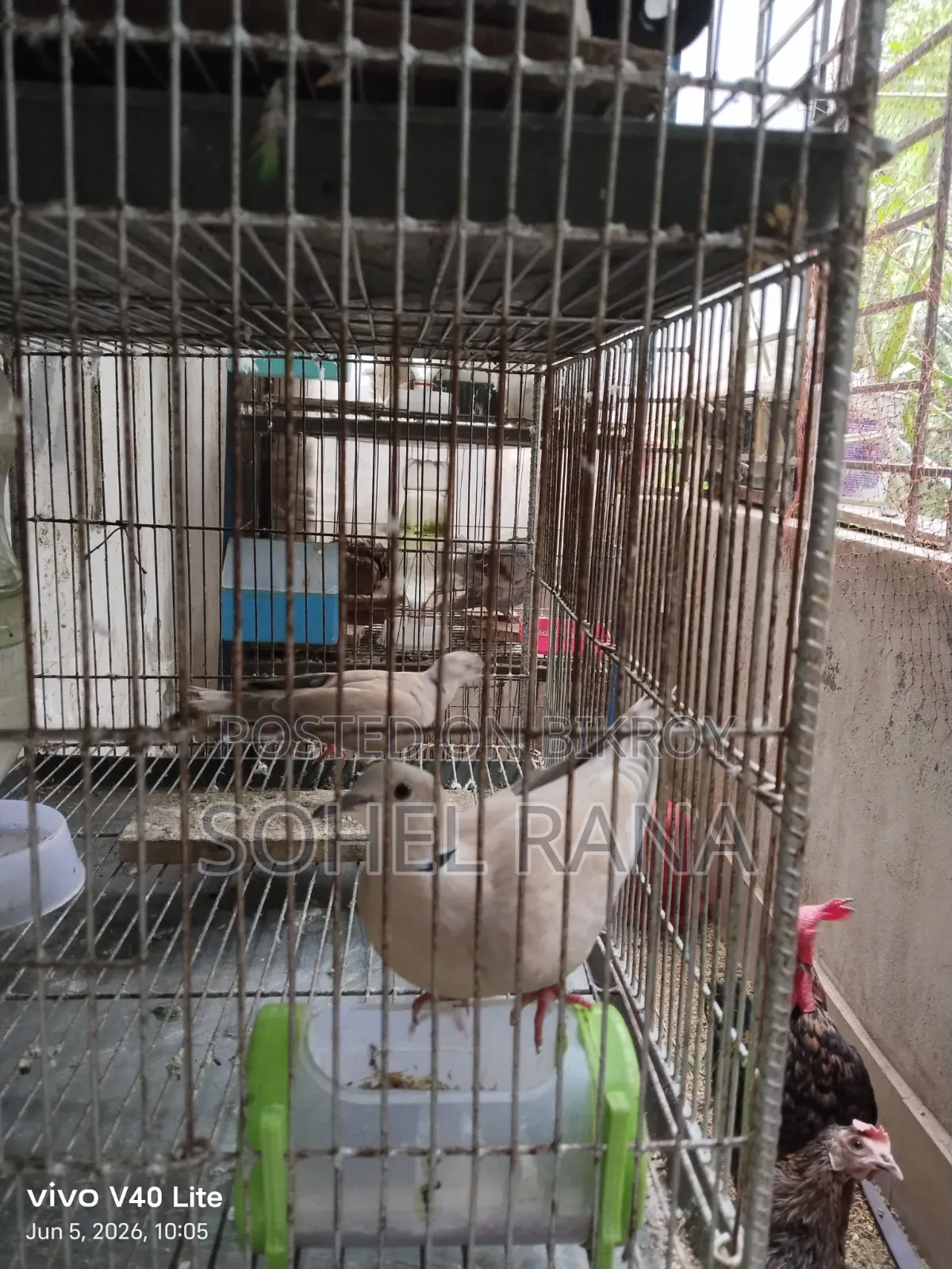 Two dove birds for sale.