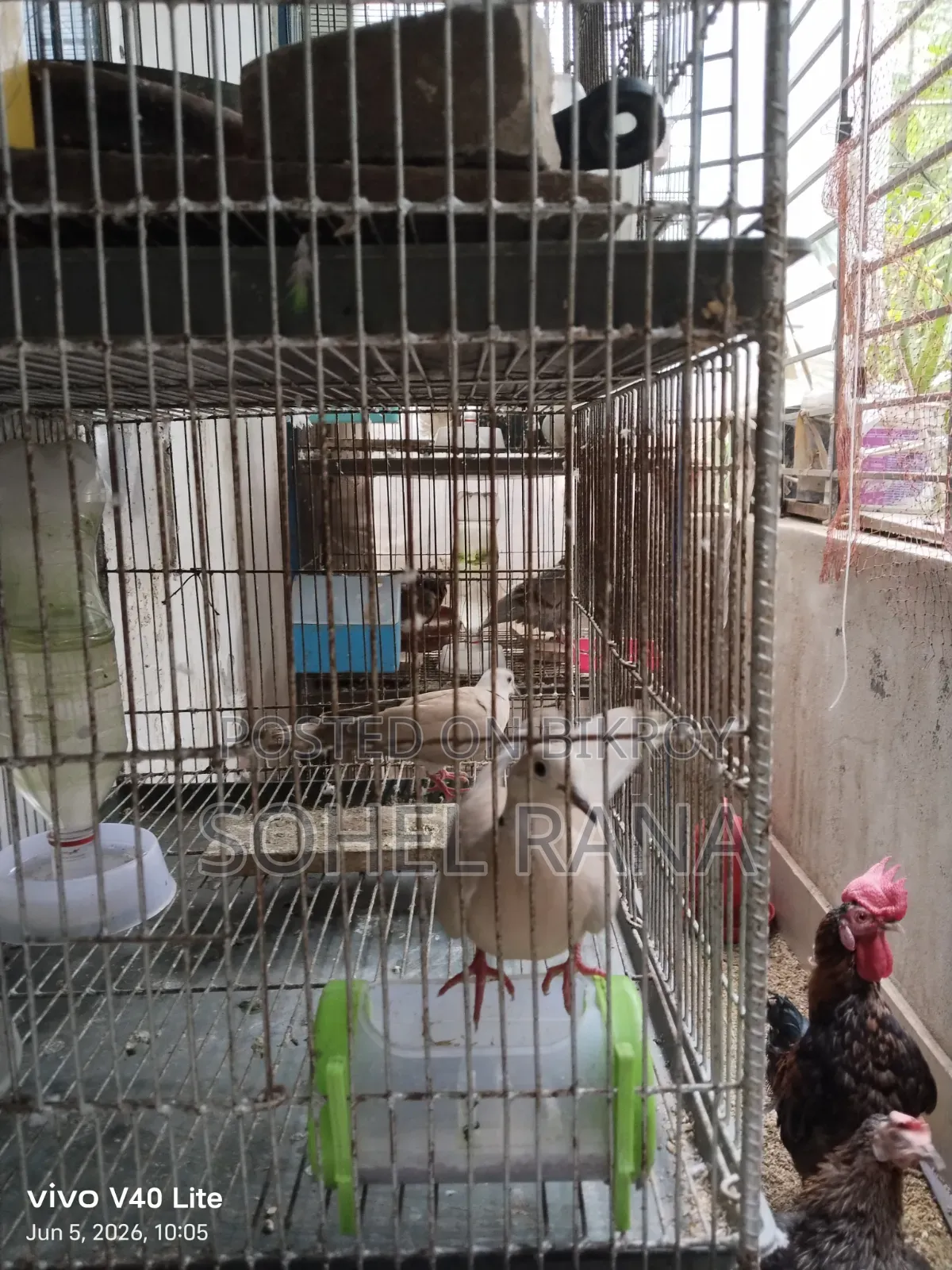 Two dove birds for sale.