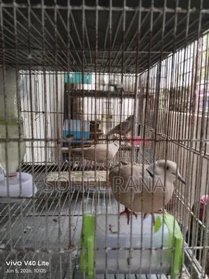 Two dove birds for sale.