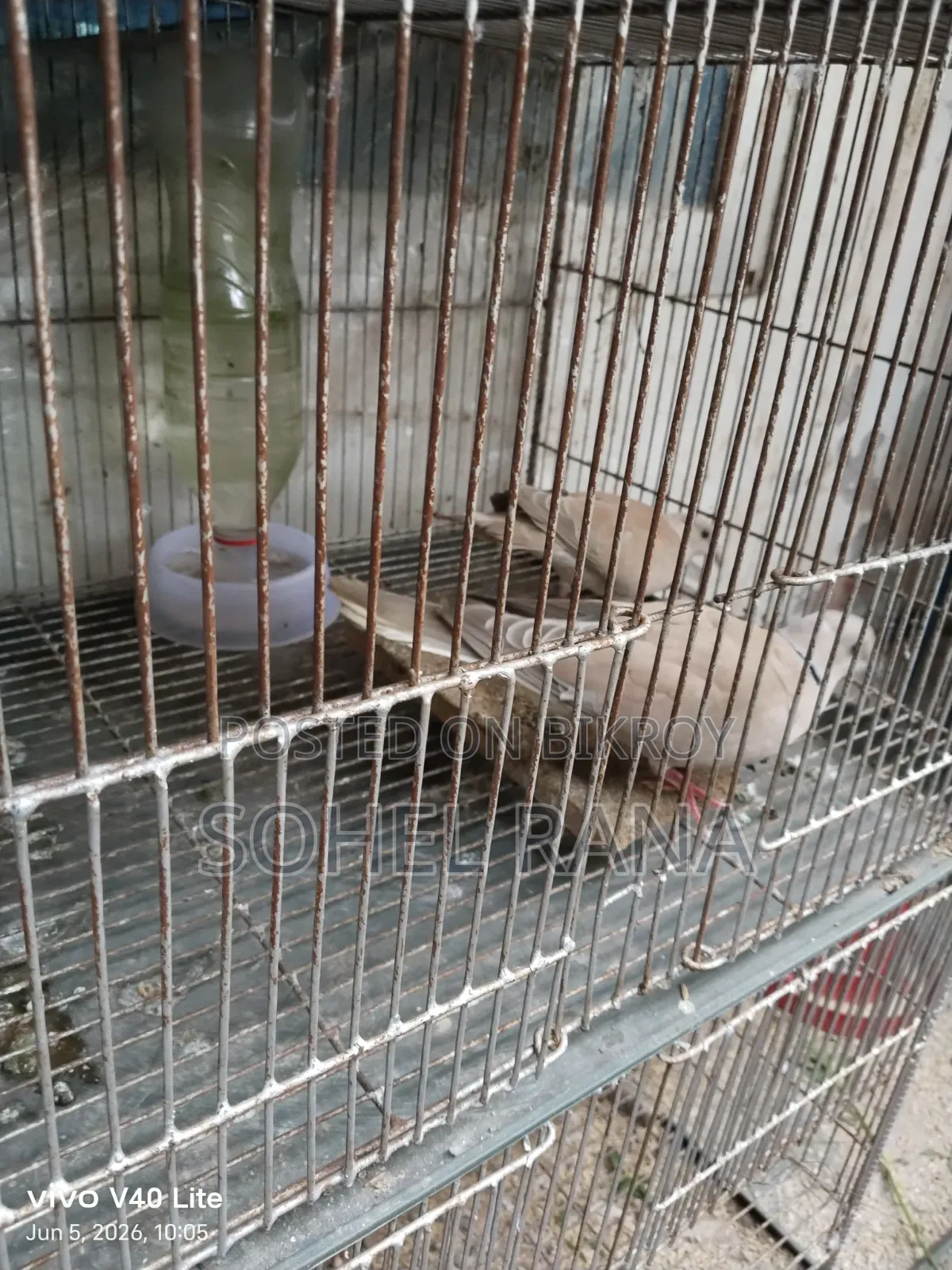 Two dove birds for sale.