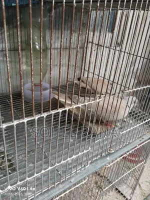 Two dove birds for sale.