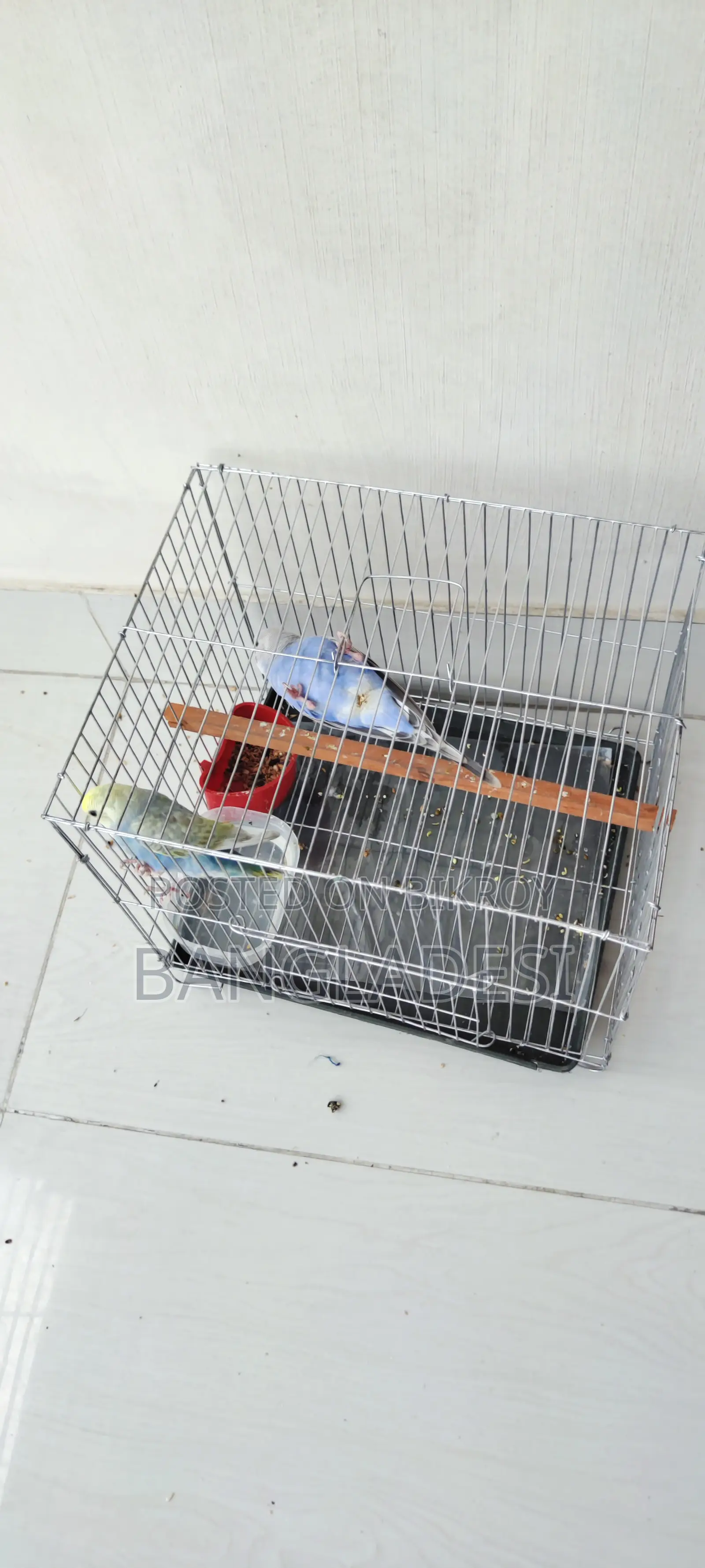 Budgie Bird
