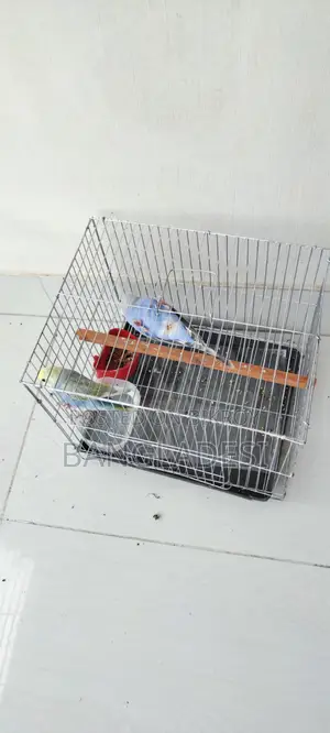 Budgie Bird