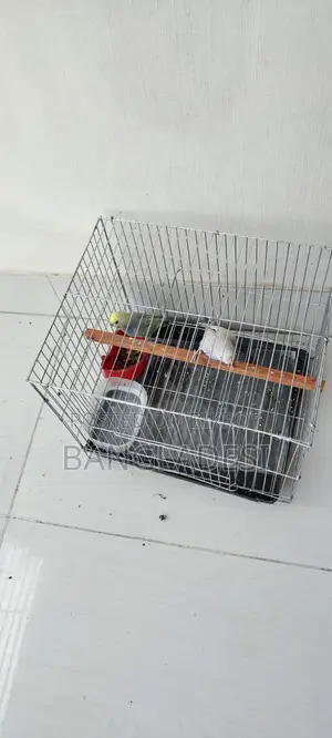 Budgie Bird