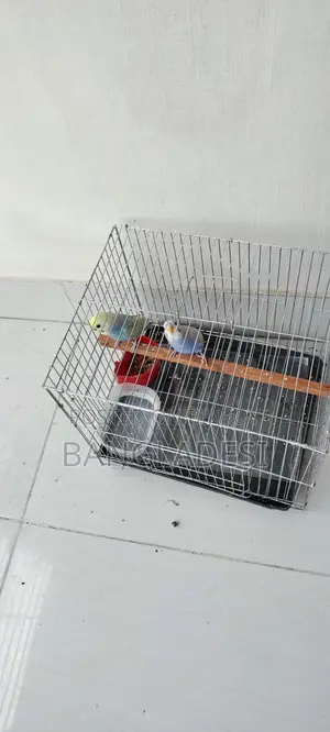 Budgie Bird