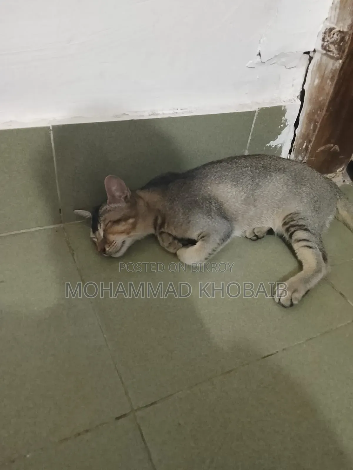 1-3 months Male Purebred Bengal