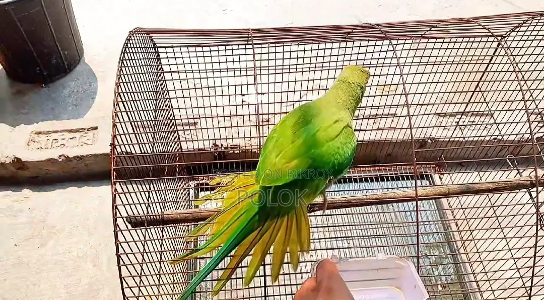 টিয়ার টেম্প করা বাচ্চা