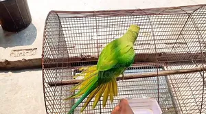 টিয়ার টেম্প করা বাচ্চা