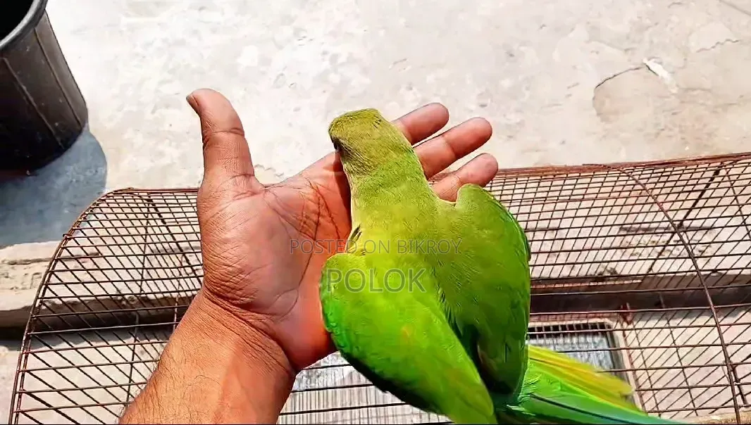 টিয়ার টেম্প করা বাচ্চা
