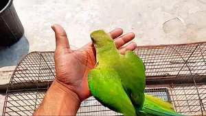টিয়ার টেম্প করা বাচ্চা