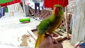 টিয়ার টেম্প করা বাচ্চা