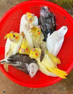কোকাটেল পাখি