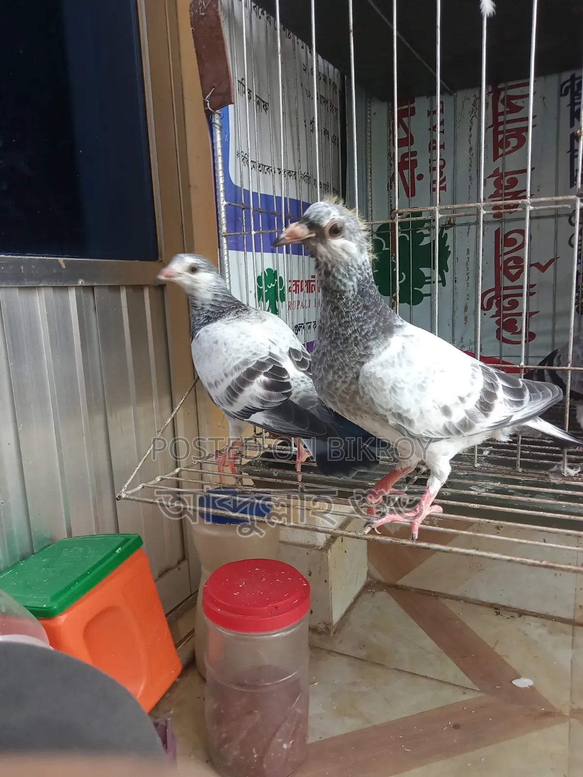 Afsan Grizzle Pure Baby Pair