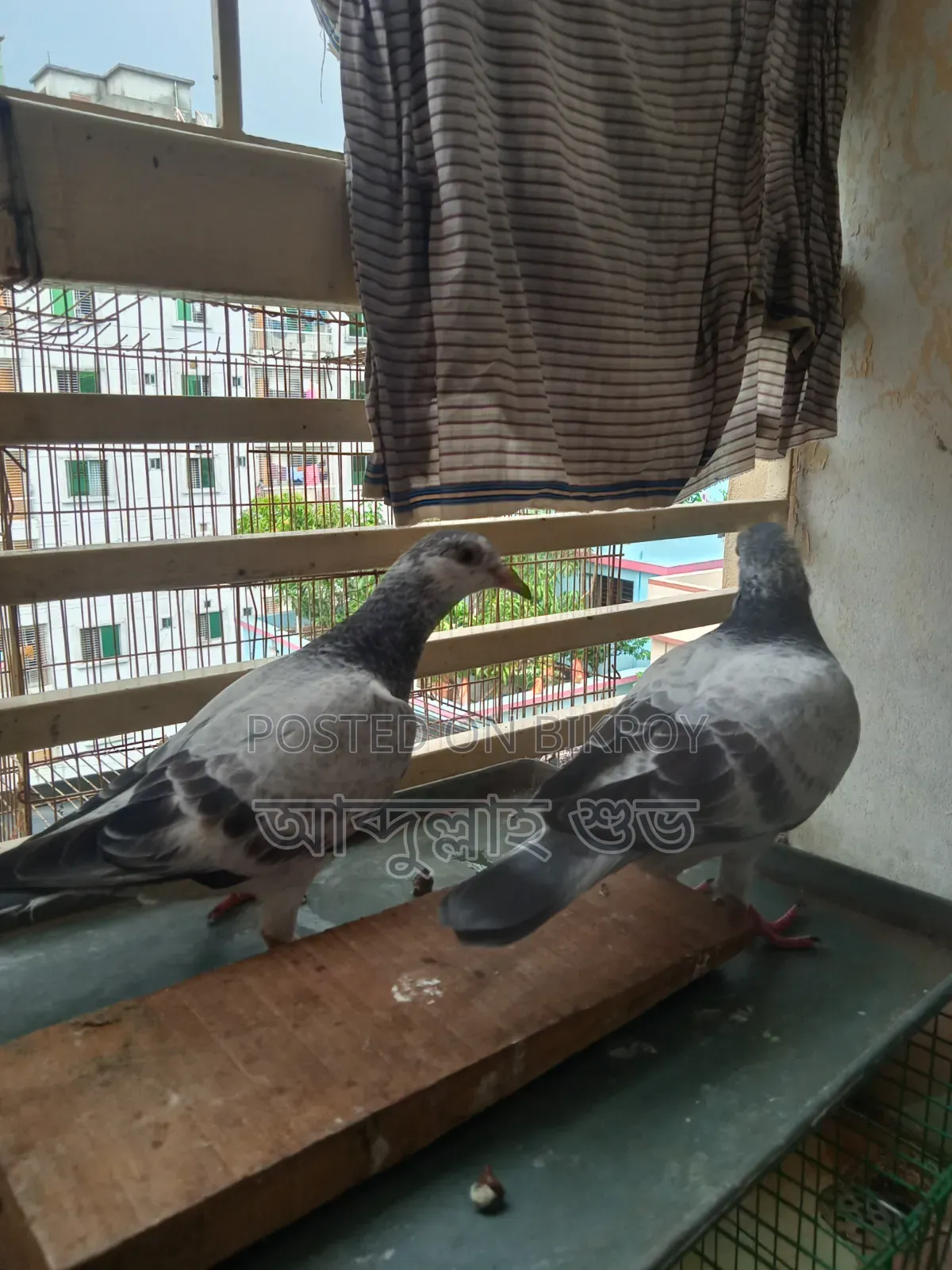 Afsan Grizzle Pure Baby Pair
