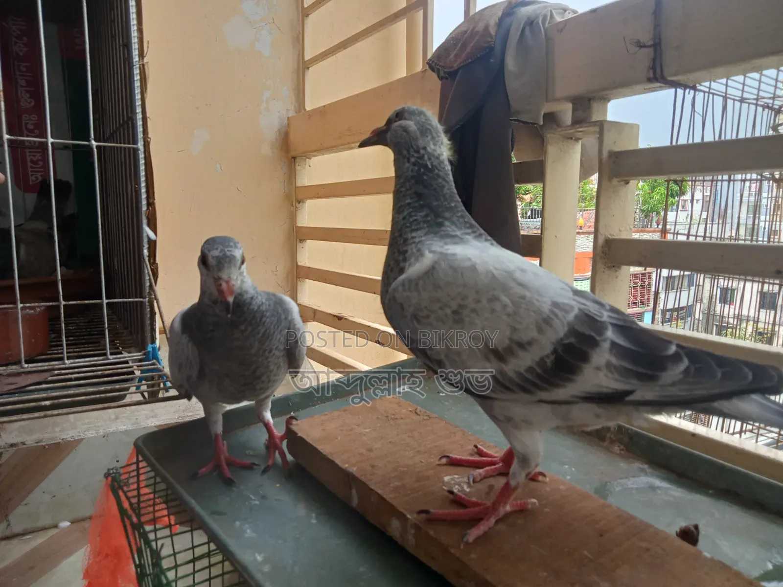 Afsan Grizzle Pure Baby Pair