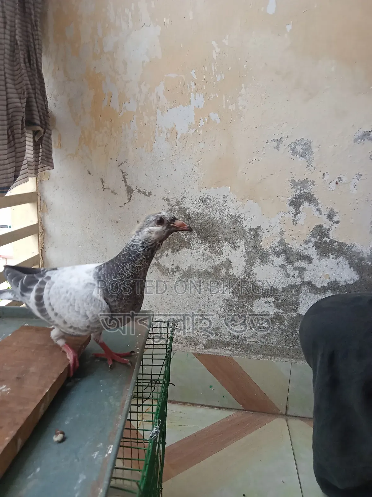 Afsan Grizzle Pure Baby Pair