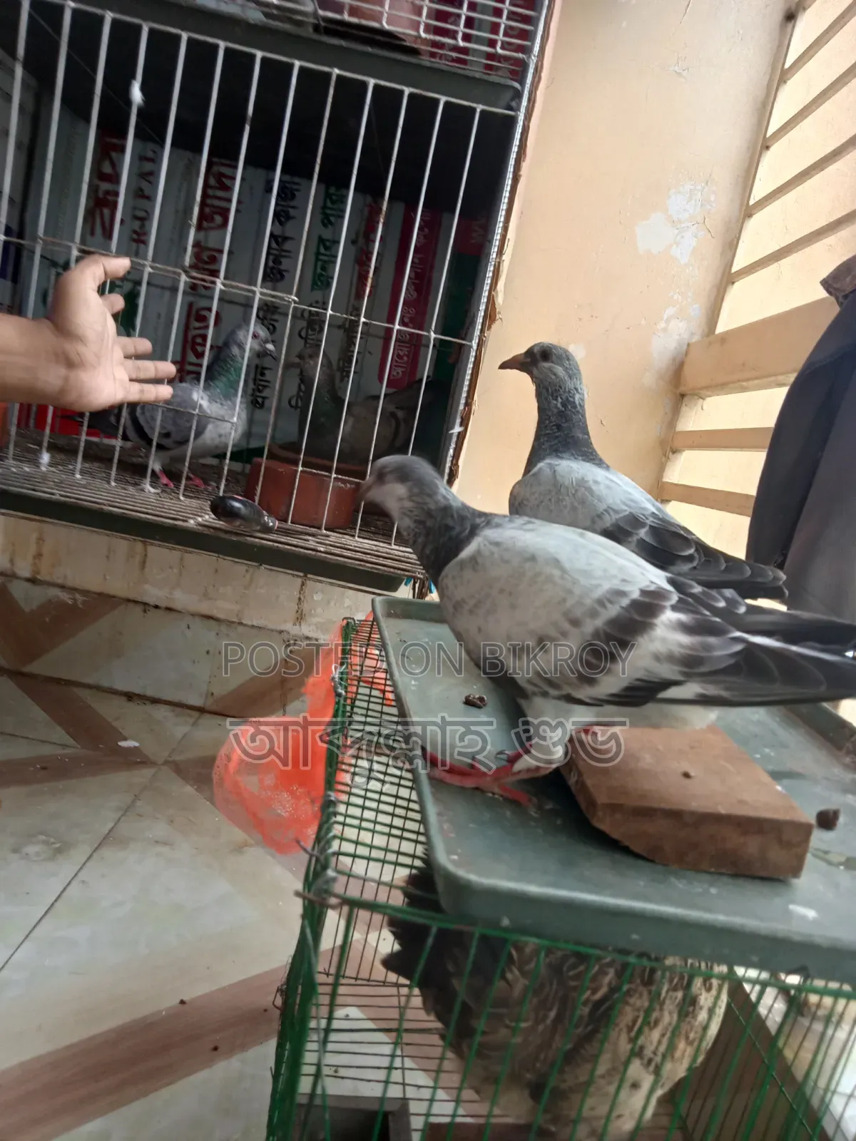 Afsan Grizzle Pure Baby Pair