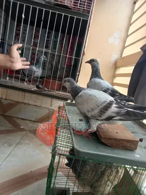 Afsan Grizzle Pure Baby Pair
