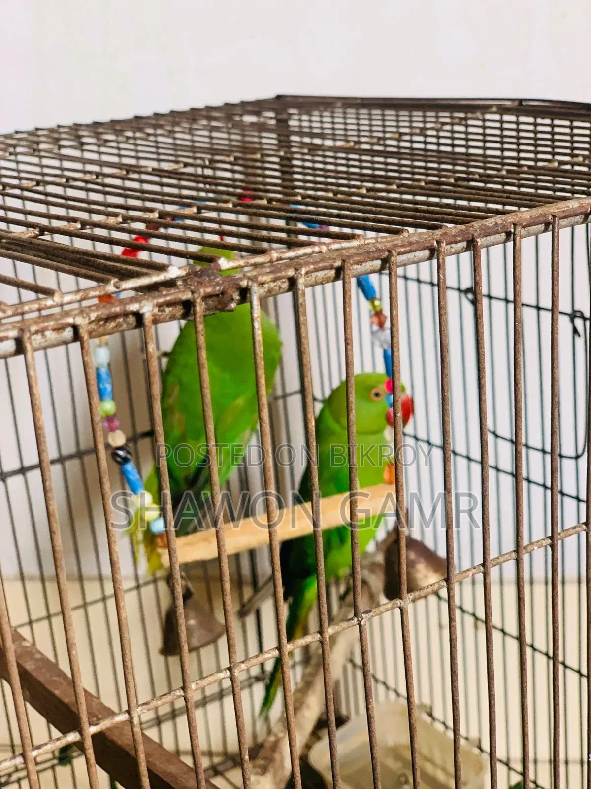 Parrot for sale