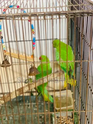 Parrot for sale