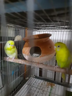 ব্রিডিং জোড়া