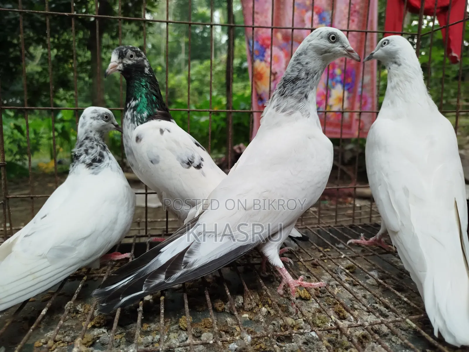 Teddy + Red Neck + Vocha Pigeon