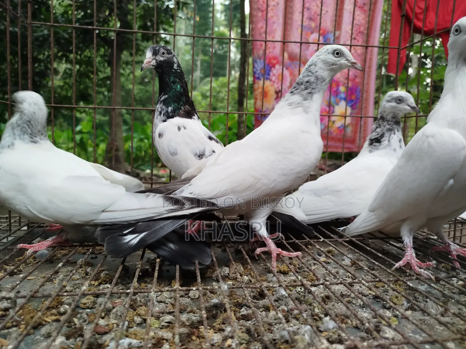 Teddy + Red Neck + Vocha Pigeon