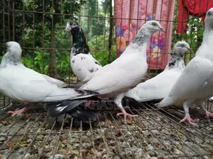 Teddy + Red Neck + Vocha Pigeon