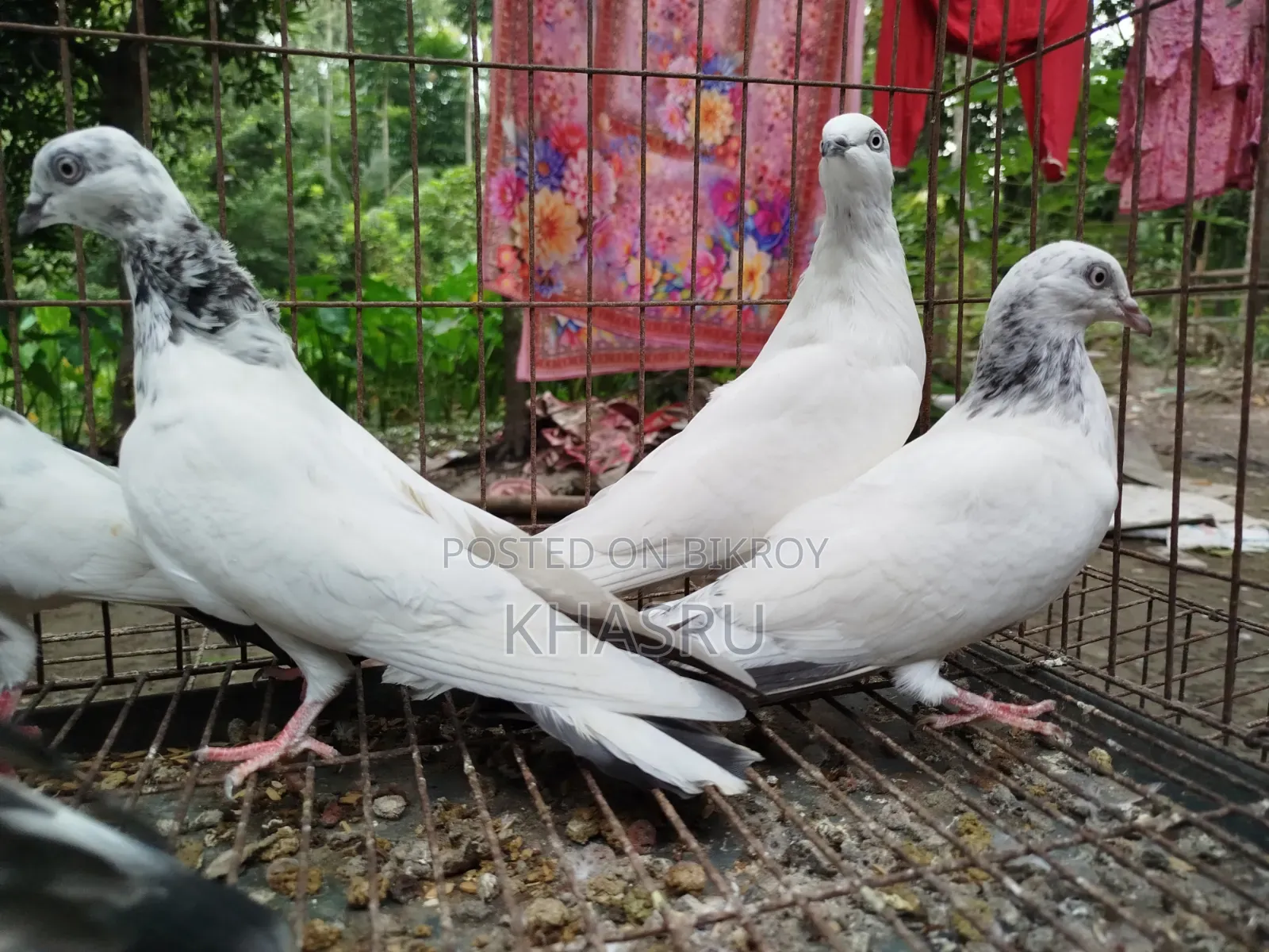 Teddy + Red Neck + Vocha Pigeon