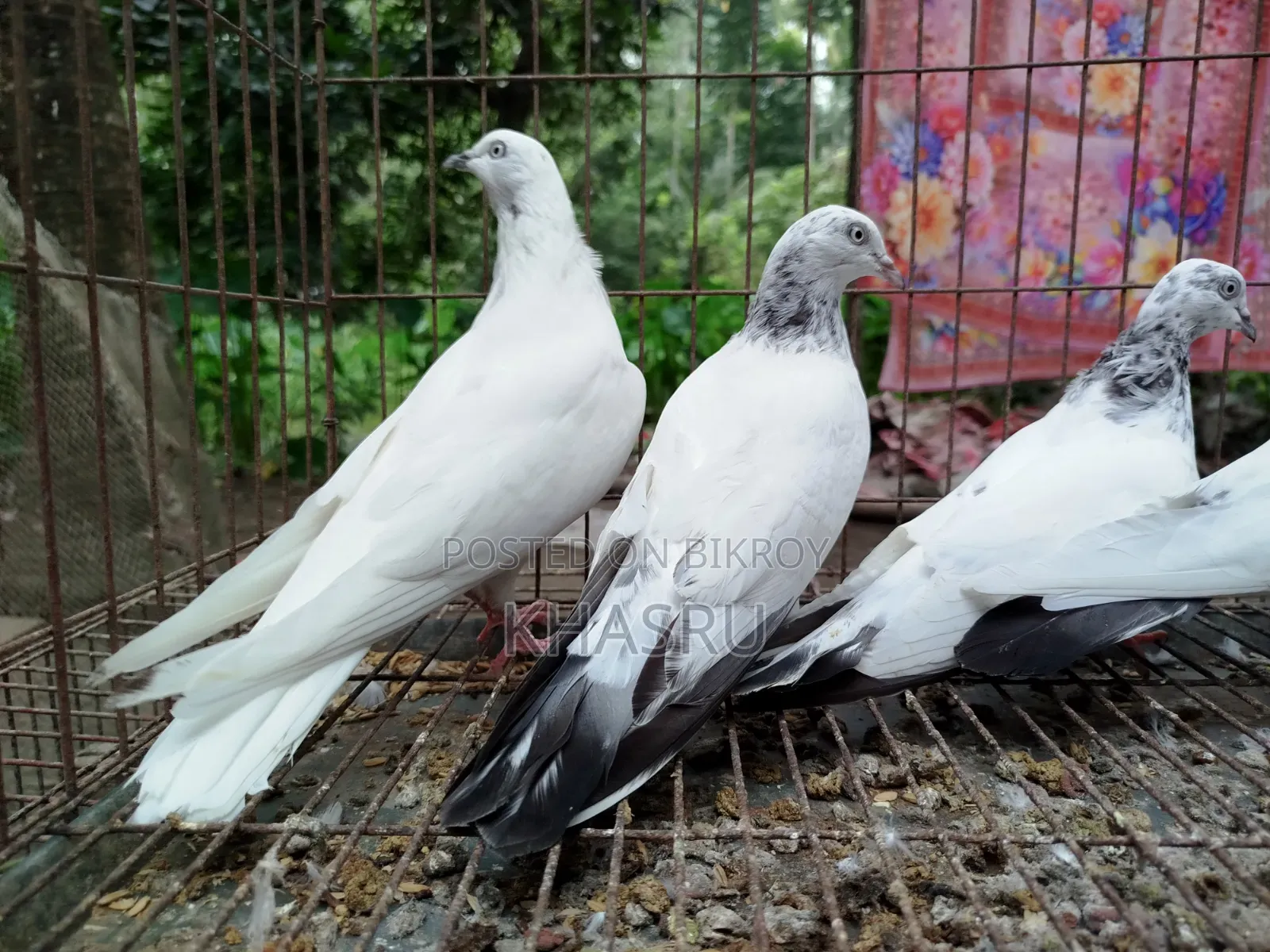 Teddy + Red Neck + Vocha Pigeon