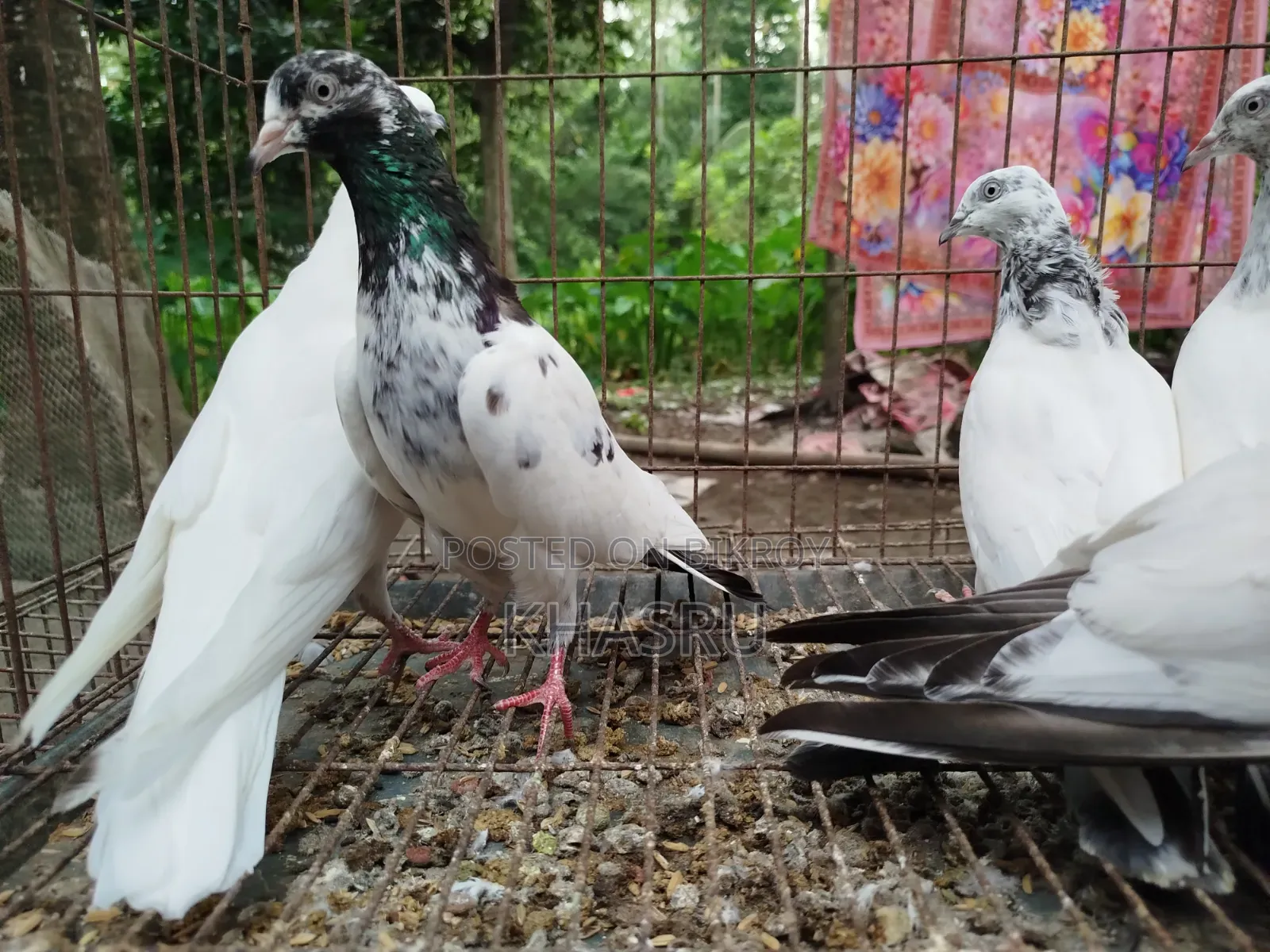 Teddy + Red Neck + Vocha Pigeon