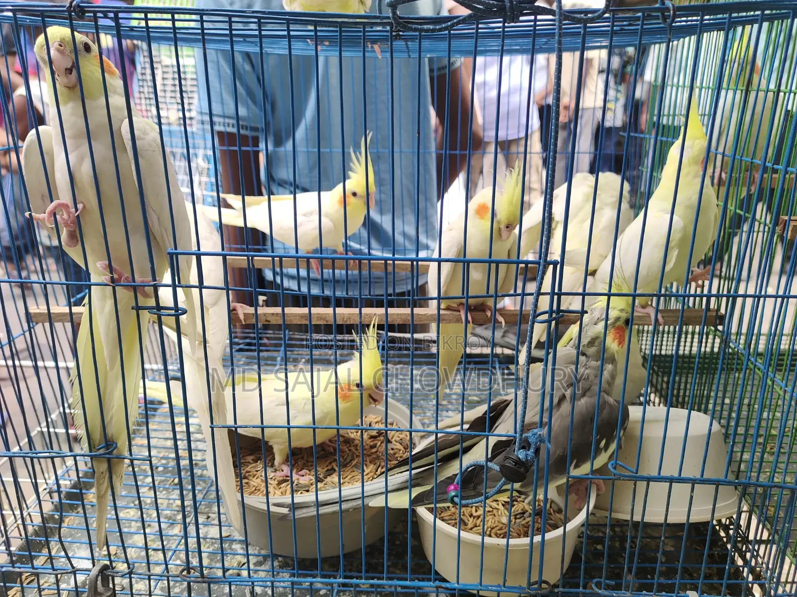 Proven Lutino Cockatiel Breeding Pair | Bred 3-5 times