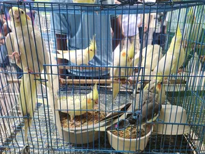 Proven Lutino Cockatiel Breeding Pair | Bred 3-5 times