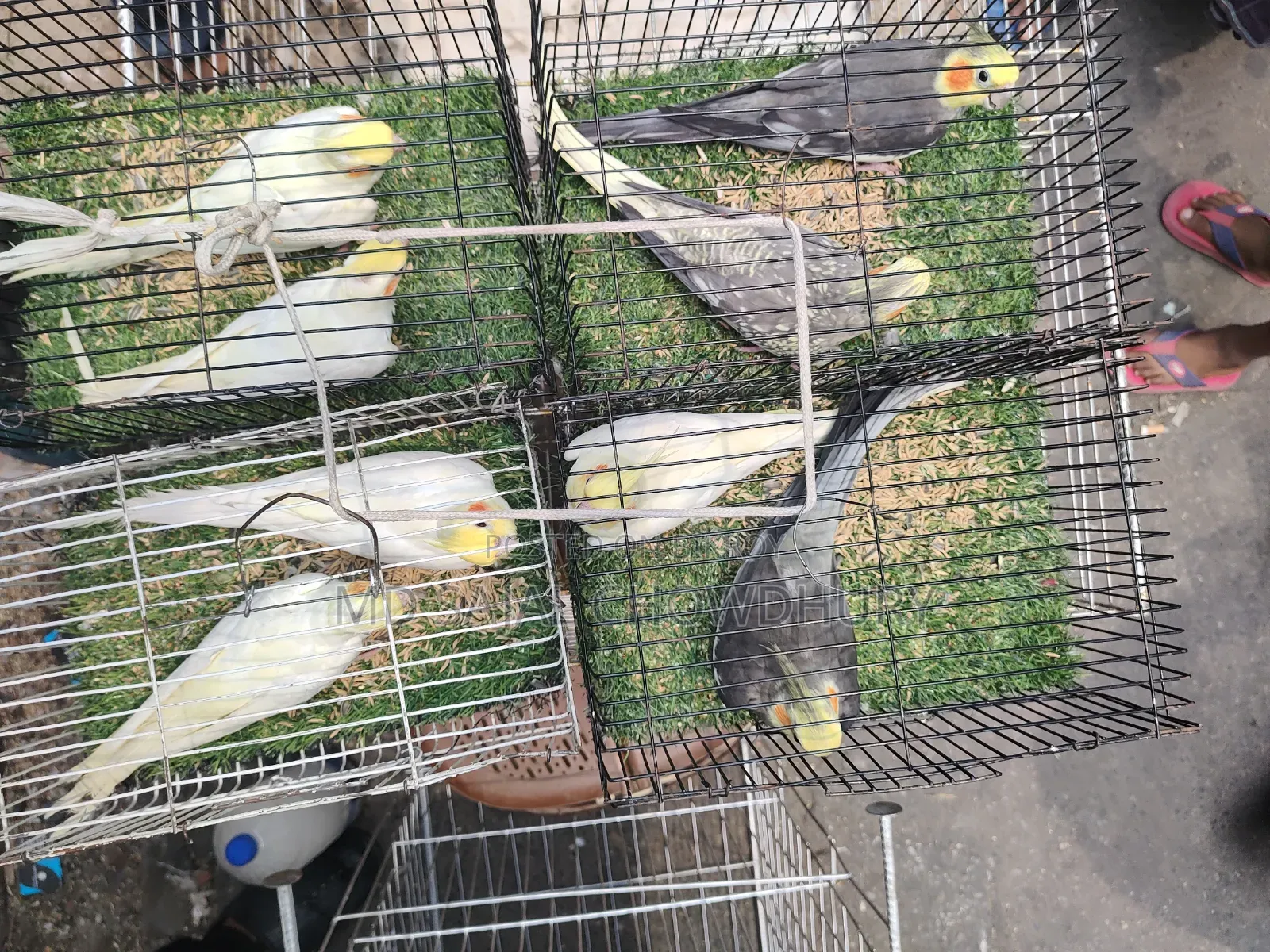 Proven Lutino Cockatiel Breeding Pair | Bred 3-5 times