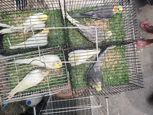Proven Lutino Cockatiel Breeding Pair | Bred 3-5 times