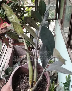 Zz Plant Black