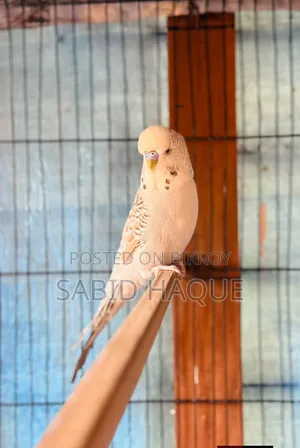 English Budgerigar