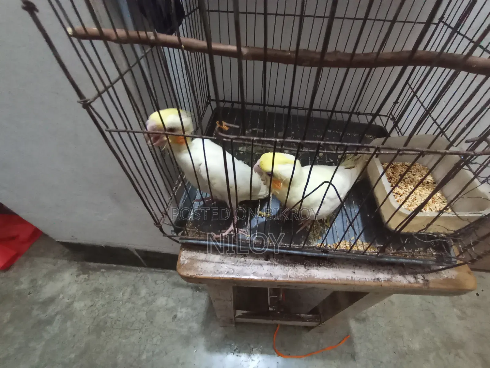 Cockatiel Bird