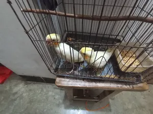 Cockatiel Bird