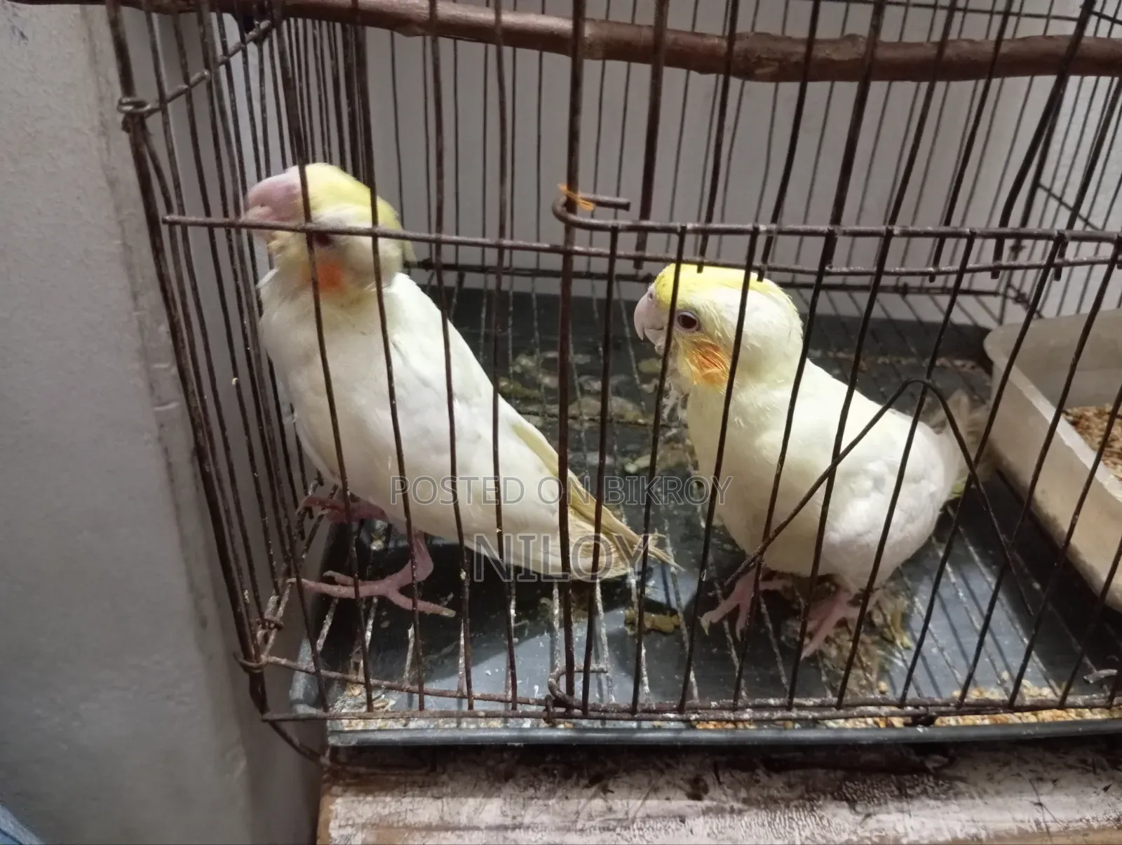 Cockatiel Bird