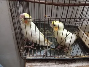 Cockatiel Bird